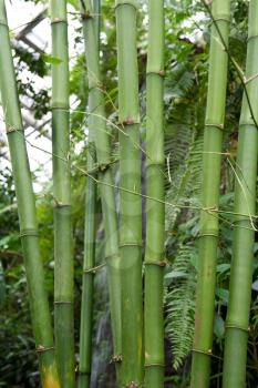 Royalty Free Photo of Green Bamboo