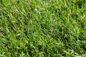 Royalty Free Photo of Green Grass