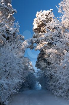Royalty Free Photo of a Trail in a Winter Forest