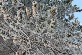 Royalty Free Photo of a Snowy Pine Tree