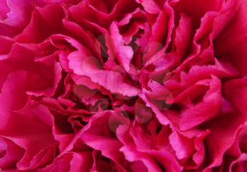 Royalty Free Photo of Carnations