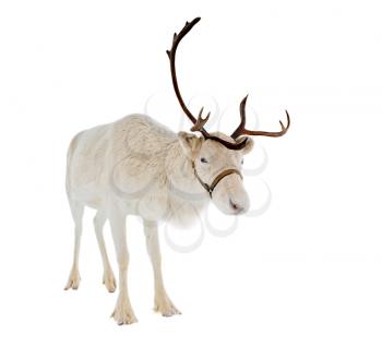 Reindeer looking at camera isolated on white background ready to be put on any Christmas card or design