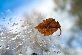 autumn leaf on glass with drops against the sky