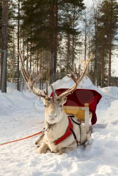 reindeer, harnessed to a sled