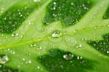 Green leaf with water drops, macro photo