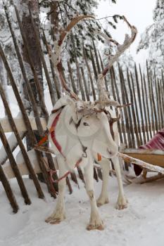 Christmas Reindeer on the background of a winter forest