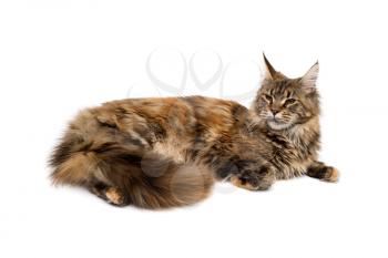 Cat breed Maine Coon lying quietly on a white background. Isolate.