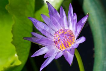 Purple lotus flower on the background of the water surface and green leaf