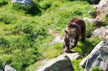Europena Brown bear walking in the forests of Finalnd