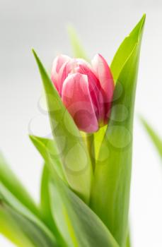 Pink tulip closeup in a green stem on a gray background