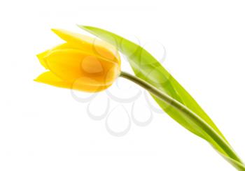 One yellow tulip. Isolate on white background.