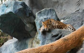 leopard lying on the Stone Zoo in Chiang Mai, Thailand