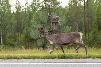 Reindeer on the side of the road in northern Finland.