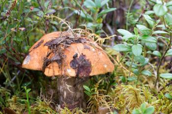 Boletus Mushroom in the forest grass