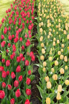 Tulips in the Keukenhof park. Holland.