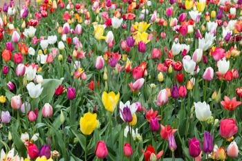 Tulips in Keukenhof park. Netherlands