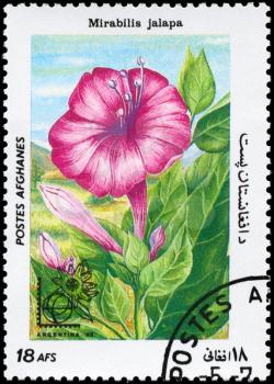 AFGHANISTAN - CIRCA 1985: A Stamp printed in AFGHANISTAN shows image of a Mirabilis jalapa, from the series Flowers, circa 1985