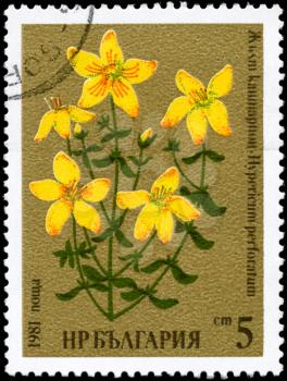 BULGARIA - CIRCA 1981: A Stamp printed in BULGARIA shows image of a St. John's wort, with the description Hypericum perforatum, from the series Medicinal herbs, circa 1981