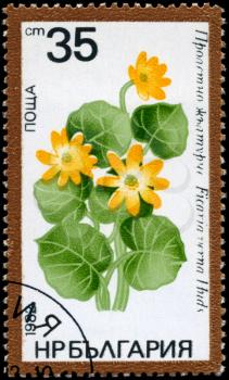 BULGARIA - CIRCA 1982: A Stamp shows image of a Pilewort with the designation Ficaria verna Huds, series, circa 1982