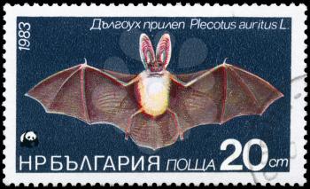 BULGARIA - CIRCA 1983: A Stamp printed in BULGARIA shows image of a Long-eared Bat with the description Plecotus auritus from the series Various bats and rodents, circa 1983