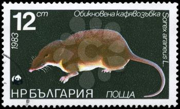 BULGARIA - CIRCA 1983: A Stamp printed in BULGARIA shows image of a Common Shrew with the description Sorex araneus from the series Various bats and rodents, circa 1983