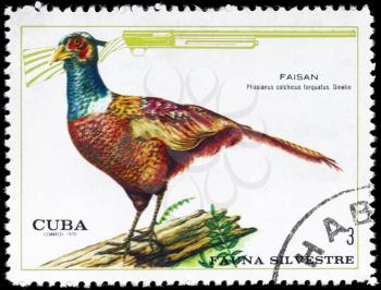 CUBA - CIRCA 1970: A Stamp shows image of a Common Pheasant with the designation Phasianus colchicus torquatus from the series Wildlife, circa 1970