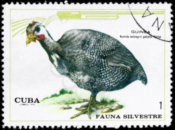 CUBA - CIRCA 1970: A Stamp shows image of a Guinea Fowl with the designation Numida meleagris galeata from the series Wildlife, circa 1970