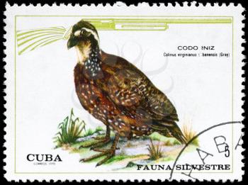 CUBA - CIRCA 1970: A Stamp shows image of a Virginia Quail with the designation Colinus virginianus cubanensis from the series Wildlife, circa 1970