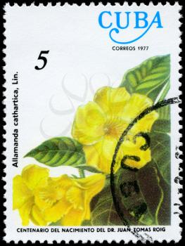 CUBA - CIRCA 1977: A Stamp shows image of a Allamanda with the inscription Allamanda cathartica, Lin., from the series centenary of the birth of dr. Juan Tomas Roig, circa 1977