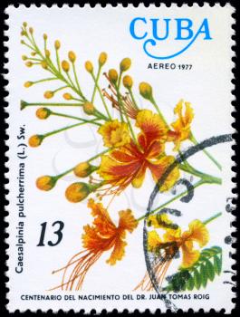 CUBA - CIRCA 1977: A Stamp shows image of a Caesalpinia with the inscription Caesalpinia pulcherrima (L.) Sw., from the series centenary of the birth of dr. Juan Tomas Roig, circa 1977