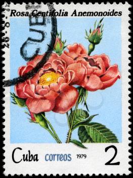 CUBA - CIRCA 1979: A Stamp shows image of a pink Rose with the inscription rosa 
centifolia anemonoides, series, circa 1979