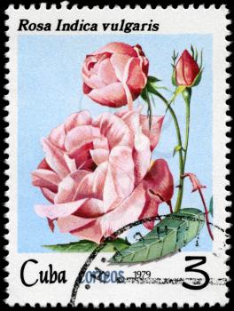 CUBA - CIRCA 1979: A Stamp shows image of a Rose with the inscription rosa 
indica vulgaris, series, circa 1979