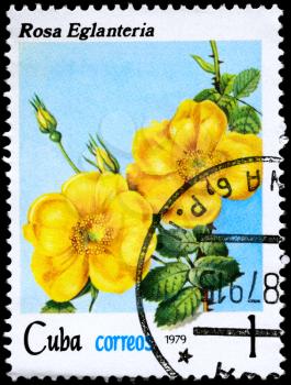 CUBA - CIRCA 1979: A Stamp shows image of a Sweetbrier Rose with the inscription rosa  eglanteria, series, circa 1979