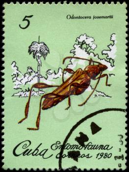 CUBA - CIRCA 1980: A Stamp printed in CUBA shows the image of a Beetle with the description Odontocera josemartii from the series Insects, circa 1980