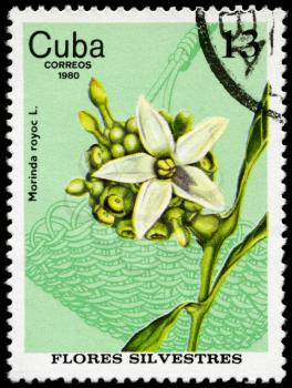 CUBA - CIRCA 1980: A Stamp shows image of a Flower with the inscription Morinda 
royoc L., from the series wild flowers, circa 1980