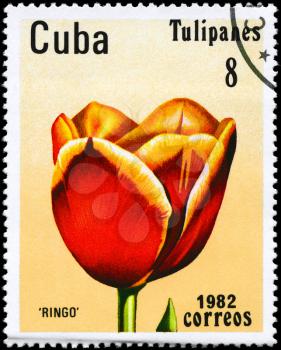 CUBA - CIRCA 1982: A Stamp shows image of a Tulip with the inscription Ringo, from the series Tulips, circa 1982