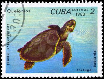 CUBA - CIRCA 1983: A Stamp printed in CUBA shows the image of a Olive Ridley with the description Lepidochelys kempi from the series Turtles, circa 1983
