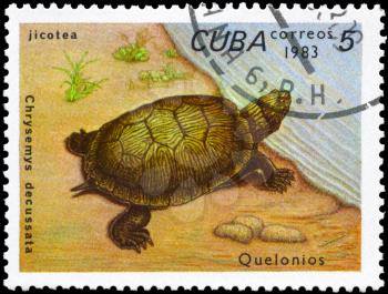 CUBA - CIRCA 1983: A Stamp printed in CUBA shows the image of a Painted Turtle with the description Chrysemys decussata from the series Turtles, circa 1983