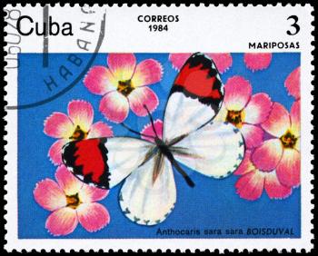 CUBA - CIRCA 1984: A Stamp printed in CUBA shows image of a Butterfly with the description Anthocaris sara, series, circa 1984
