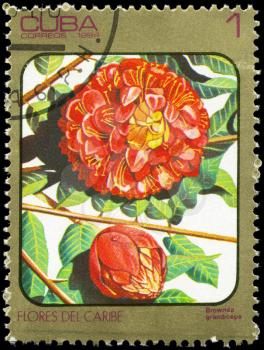 CUBA - CIRCA 1984: A Stamp printed in CUBA shows image of a Brownea grandiceps, from the series Caribbean Flowers, circa 1984