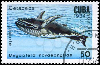 CUBA - CIRCA 1984: A Stamp printed in CUBA shows image of a Humpback Whale with the description Megaptera novaeangliae from the series Marine Mammals, circa 1984