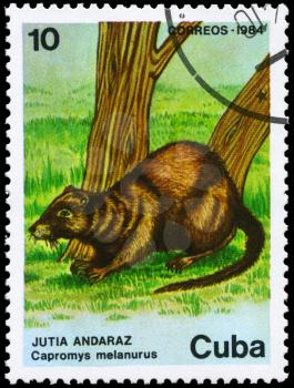 CUBA - CIRCA 1984: A Stamp printed in CUBA shows image of a Hutia with the description Capromys melanurus from the series Fauna, circa 1984