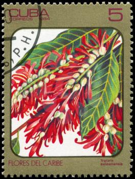 CUBA - CIRCA 1984: A Stamp printed in CUBA shows image of a Triplaris surinamensis, from the series Caribbean Flowers, circa 1984