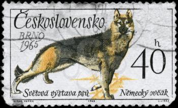 CZECHOSLOVAKIA - CIRCA 1965: A Stamp printed in CZECHOSLOVAKIA shows image of a German Shepherd from the series Dogs, circa 1965