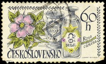 CZECHOSLOVAKIA - CIRCA 1971: A Stamp printed in CZECHOSLOVAKIA shows image of a Dog Rose and Jars, from the series Local Flowers, circa 1971