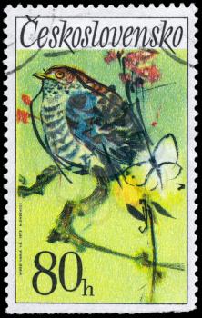 CZECHOSLOVAKIA - CIRCA 1972: A Stamp shows image of a Cuckoo, series, circa 1972