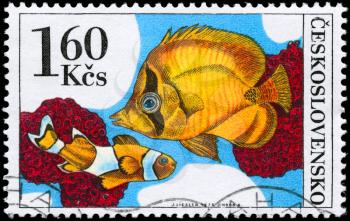 CZECHOSLOVAKIA - CIRCA 1975: A Stamp printed in CZECHOSLOVAKIA shows image of a Orange Clownfish and Chaetodon from the series Tropical Fish (Aquarium), circa 1975
