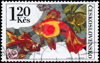 CZECHOSLOVAKIA - CIRCA 1975: A Stamp printed in CZECHOSLOVAKIA shows image of a Goldfishes from the series Tropical Fish (Aquarium), circa 1975