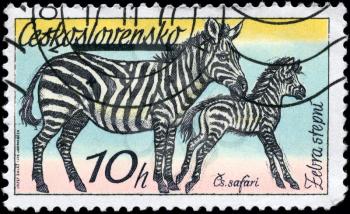 CZECHOSLOVAKIA - CIRCA 1976: A Stamp printed in CZECHOSLOVAKIA shows the image of the Zebras from the series African animals, circa 1976