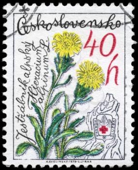 CZECHOSLOVAKIA - CIRCA 1979: A Stamp printed in CZECHOSLOVAKIA shows image of a Alpine Hawkweed, from the series Mountain Flowers, circa 1979